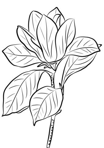 Purple Magnolia Coloring Page